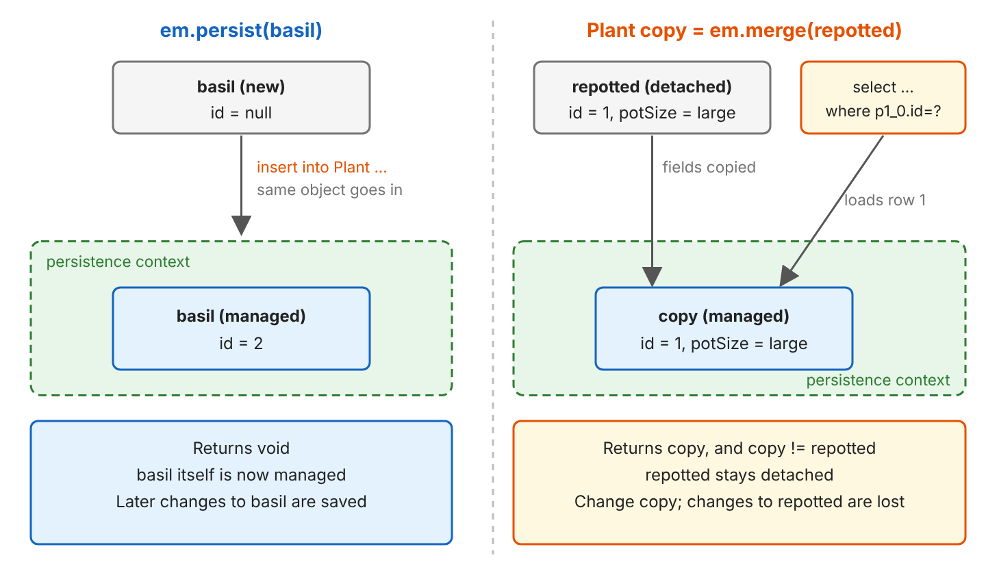 Two panels: on the left, em.persist(basil) takes the new object basil with id null, sends the insert, and the same object basil, now managed with id 2, sits in the persistence context; it returns void and later changes to basil are saved; on the right, em.merge(repotted) loads row 1 with a select, copies the fields of the detached repotted object onto a managed copy with id 1 and pot size large, and returns that copy; repotted stays detached and changes to it are lost